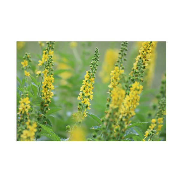 Agermne. Agrimonia eupatoria. Fr