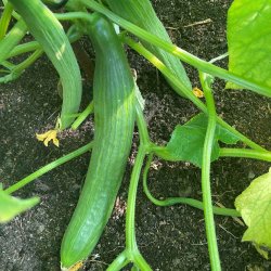 Agurk fr�. Bella. Cucumis sativus. F1. Ca. 7 Fr�.