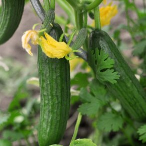 Agurk fr�. Broumana. Cucumis sativus. F1. Ca. 10 Fr�.