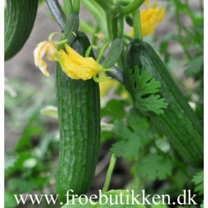Agurk. Broumana. Cucumis sativus. F1. Fr.