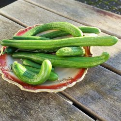 Agurk fr�. Max. Cucumis sativus. F1. Ca. 10 Fr�