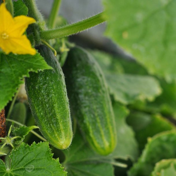 Agurk fr�. Monika. Cucumis sativus. Ca. 15 Fr�