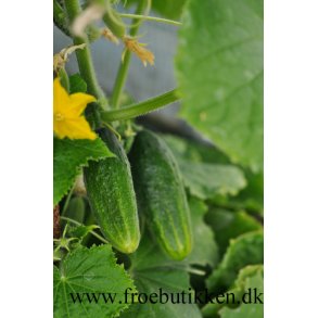 Agurk. Monika. Cucumis sativus. Fr