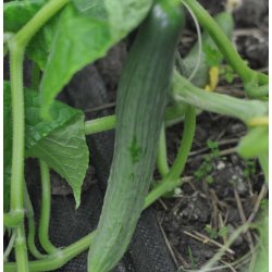 Agurk. Saladin. Cucumis sativus. F1. Fr.