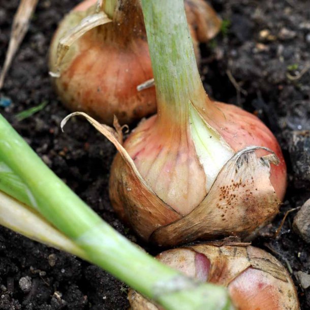 L�g fr�. Ailsa Craig. Allium cepa. Ca. 400 Fr�.