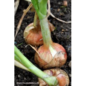 Lg. Ailsa Craig. Allium cepa. Fr.