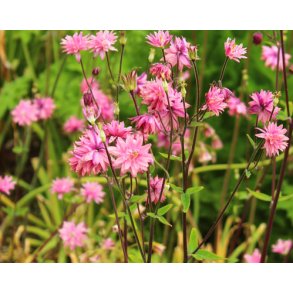Akeleje. Rose Barlow Aquilegia vulgaris. Fr.