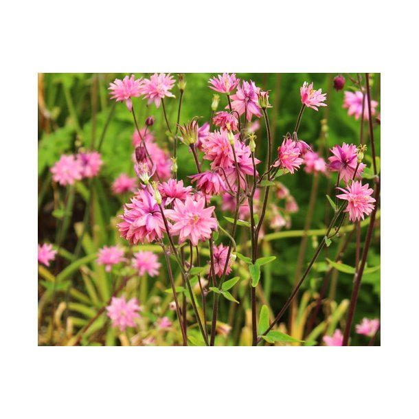 Akeleje. Rose Barlow Aquilegia vulgaris. Fr.