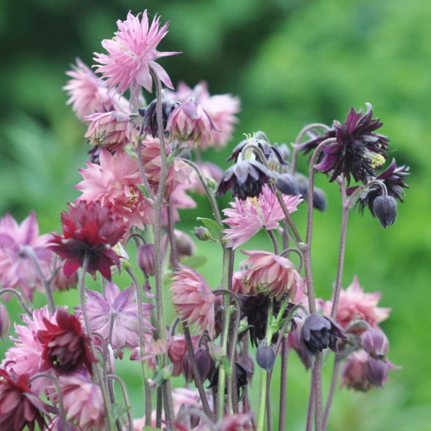 Akelejer fr�. Barlow blanding. Aquilegia vulgaris. Ca. 350 Fr�.