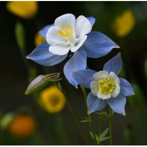 Akelejer. Blue star. Aquilegia caerulea. Fr
