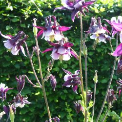 Akelejer fr�. William Guinness. Aquilegia vulgaris. Ca. 530 Fr�.