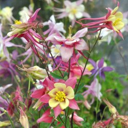 Akelejer fr�. McKana Giants. Aquilegia x hybrida. Ca. 530 Fr�.