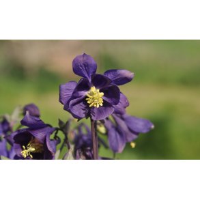 Akelejer. Wild form. Aquilegia vulgaris. Fr