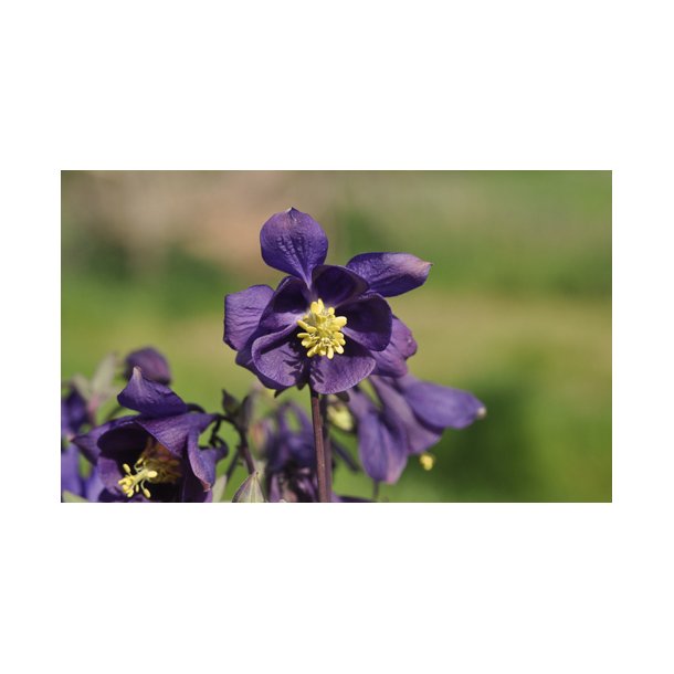 Akelejer. Wild form. Aquilegia vulgaris. Fr