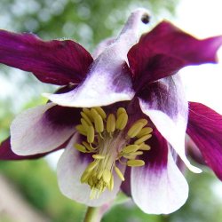 Akelejer fr�. William Guinness. Aquilegia vulgaris. Ca. 530 Fr�.