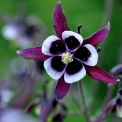 Akelejer fr�. William Guinness. Aquilegia vulgaris. Ca. 530 Fr�.