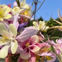 Akelejer fr�. McKana Giants. Aquilegia x hybrida. Ca. 530 Fr�.