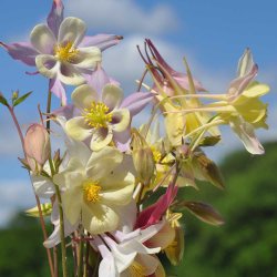 Akelejer fr�. McKana Giants. Aquilegia x hybrida. Ca. 530 Fr�.