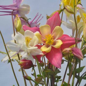 Akelejer fr�. McKana Giants. Aquilegia x hybrida. Ca. 530 Fr�.