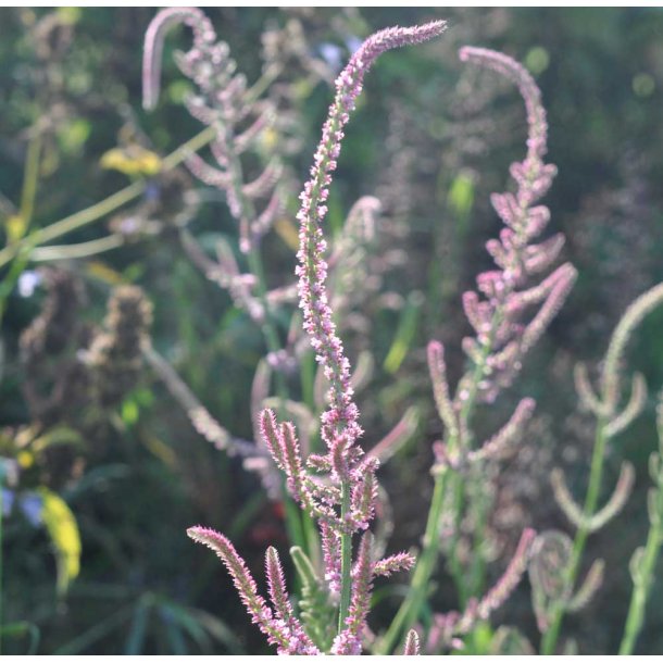 Akshindebger. Pink Pokers. Limonium suworowii. Fr