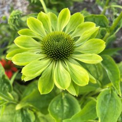 Havepurpursolhat fr�. Alans pride. Echinacea purpurea. Ca. 20 Fr�