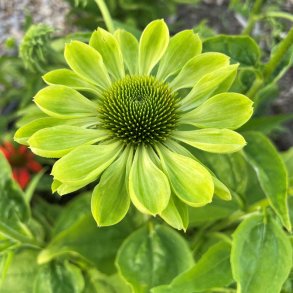 Havepurpursolhat fr�. Alans pride. Echinacea purpurea. Ca. 20 Fr�