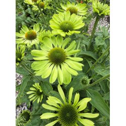 Havepurpursolhat. Alans pride. Echinacea purpurea. Fr