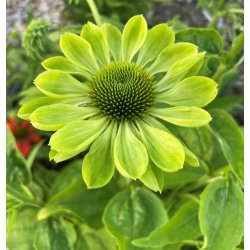 Havepurpursolhat. Alans pride. Echinacea purpurea. Fr