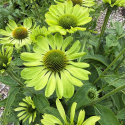 Havepurpursolhat fr�. Alans pride. Echinacea purpurea. Ca. 20 Fr�