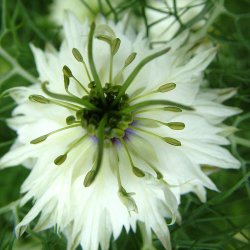 Jomfru i det gr�nne fr�. Albion black marbles. Nigella damascena. Ca. 850 Fr�