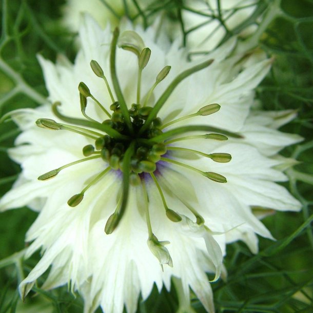 Jomfru i det gr�nne fr�. Albion black marbles. Nigella damascena. Ca. 850 Fr�