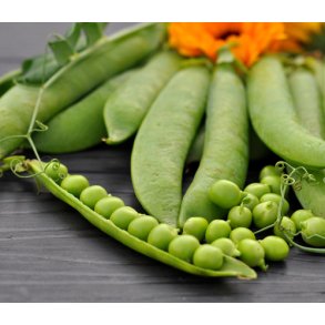 rter. Alderman. Pisum sativum. Fr