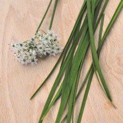 Kinapurl�g fr�. Allium tuberosum. Ca. 900 Fr�.