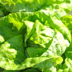 Salat fr�. All the year round. Lactuca sativa. Ca. 1700 Fr�.