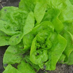 Salat fr�. All the year round. Lactuca sativa. Ca. 1700 Fr�.