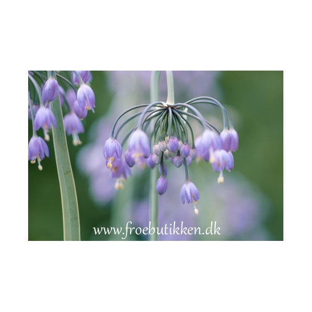 Allium cernuum - allegheny Så selv fra frø