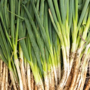 Pibel�g fr�. Ishikura. Allium fistulosum. Ca. 900 Fr�.