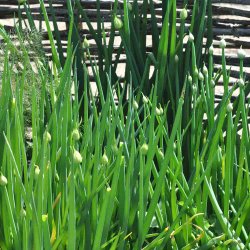 Pibel�g fr�. Ishikura. Allium fistulosum. Ca. 900 Fr�.