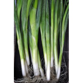 Pibelg. Ishikura. Allium fistulosum. Fr.