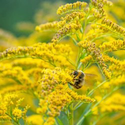 Gyldenris fr�. Solidago virgaurea. Ca. 650 Fr�