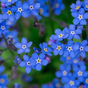 Forglemmigej fr�. Alpe. Myosotis alpestris. Ca. 940 Fr�