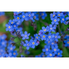 Forglemmigej. Alpe. Myosotis alpestris. Fr