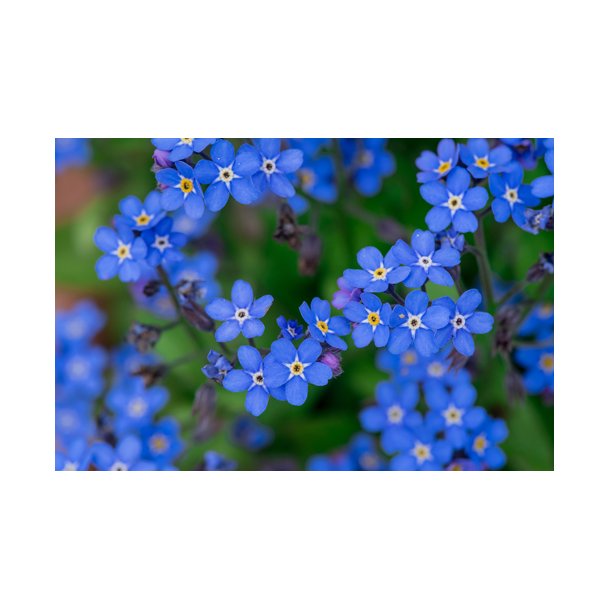 Forglemmigej. Alpe. Myosotis alpestris. Fr