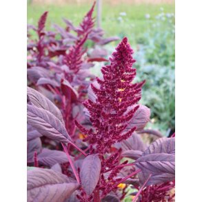 Amaranter. Velvet curtains. Amaranthus cruentus. Fr