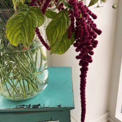 R�vehaler fr�. R�d. Amaranthus caudatus. XL pose. Ca. 69000 Fr�.