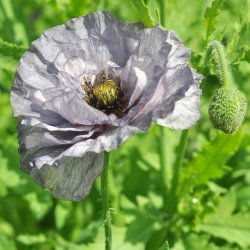 Valmue fr�. Amazing grey. Papaver rhoeas. Ca. 2600 fr�.