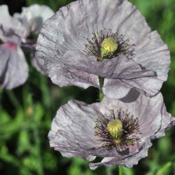 Valmue fr�. Amazing grey. Papaver rhoeas. Ca. 2600 fr�.