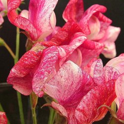 �rteblomster fr�. America. Lathyrus odoratus.  Ca. 70 Fr�.