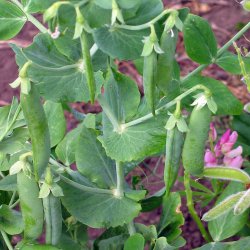 �rter fr�. American wonder. Pisum sativum. Ca. 180 fr�