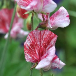 �rteblomster fr�. America. Lathyrus odoratus.  Ca. 70 Fr�.